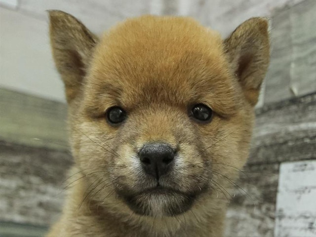 広島県の豆柴 (ペッツワン広島LECT店/2024年8月15日生まれ/男の子/赤)の子犬